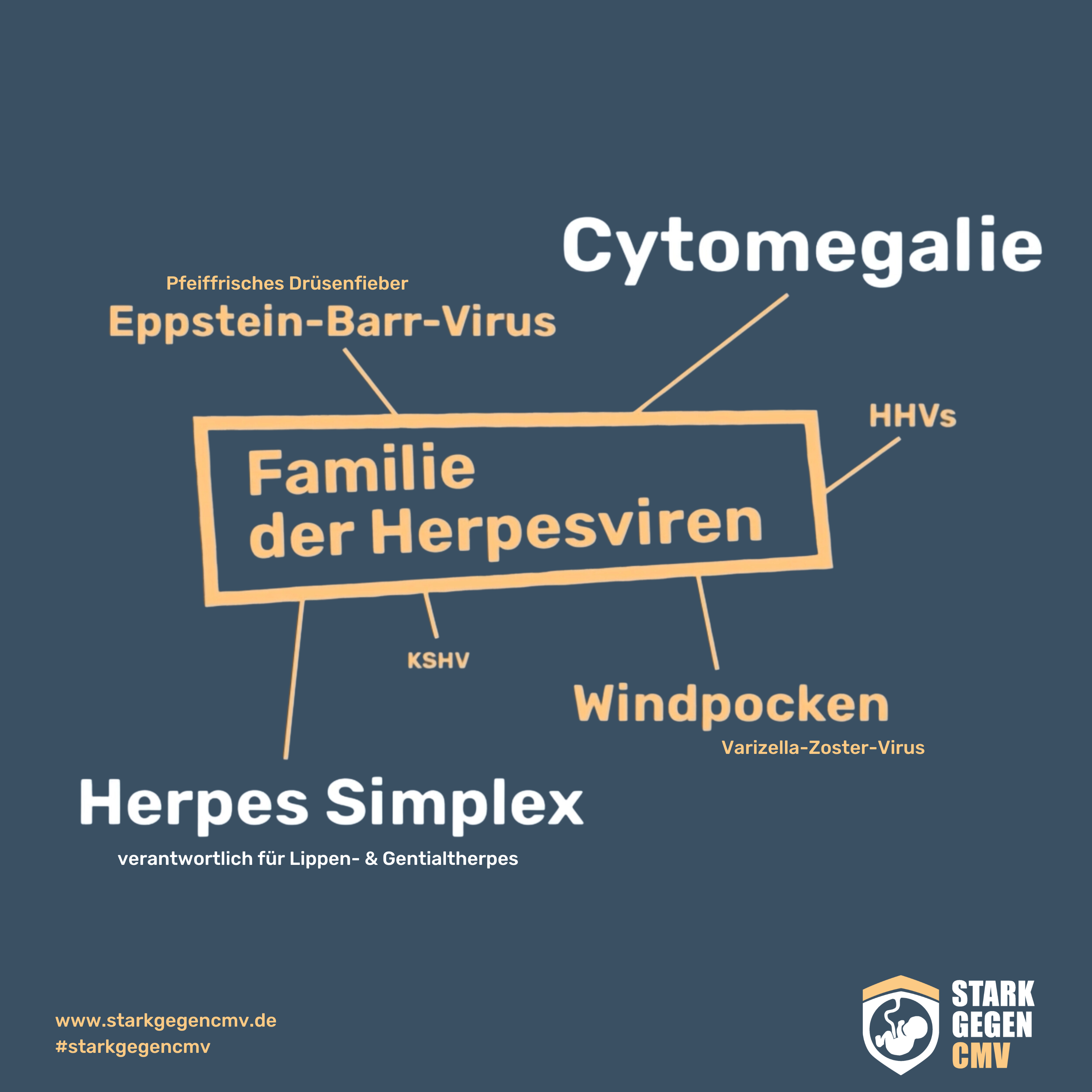 Familie der Herpes Viren: Herpes Simplex 1+2, Cytomegalie, Eppstein-Barr-Virus, Windpocken HHV, KSHV